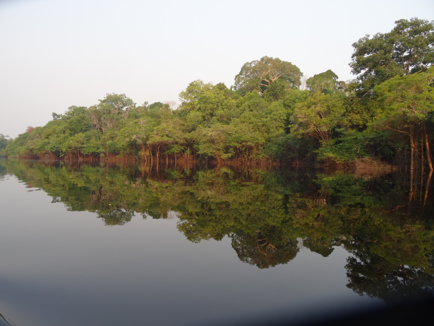 Der Amazonas Regenwald in seiner schönsten Pracht