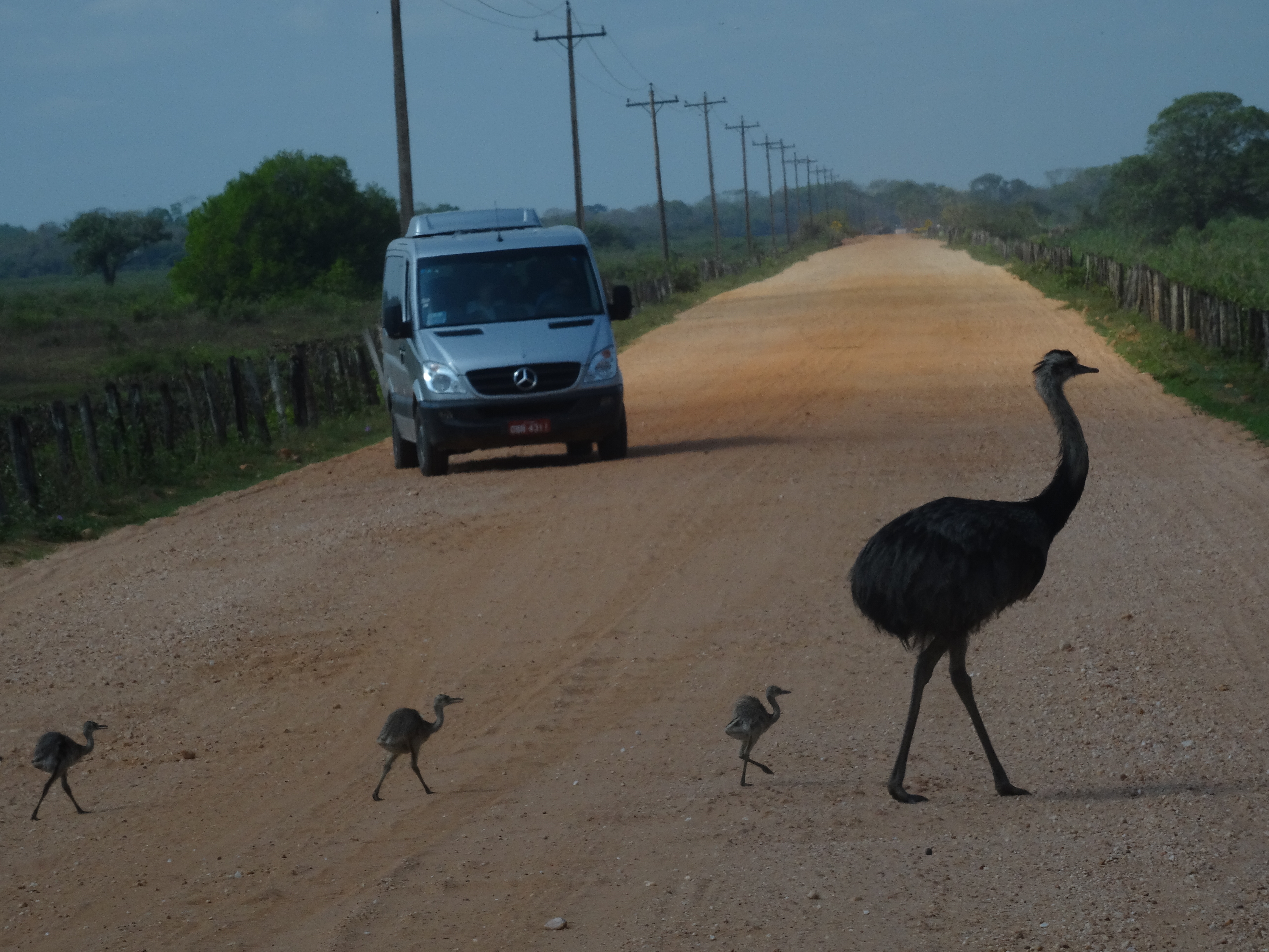 Emu Familie