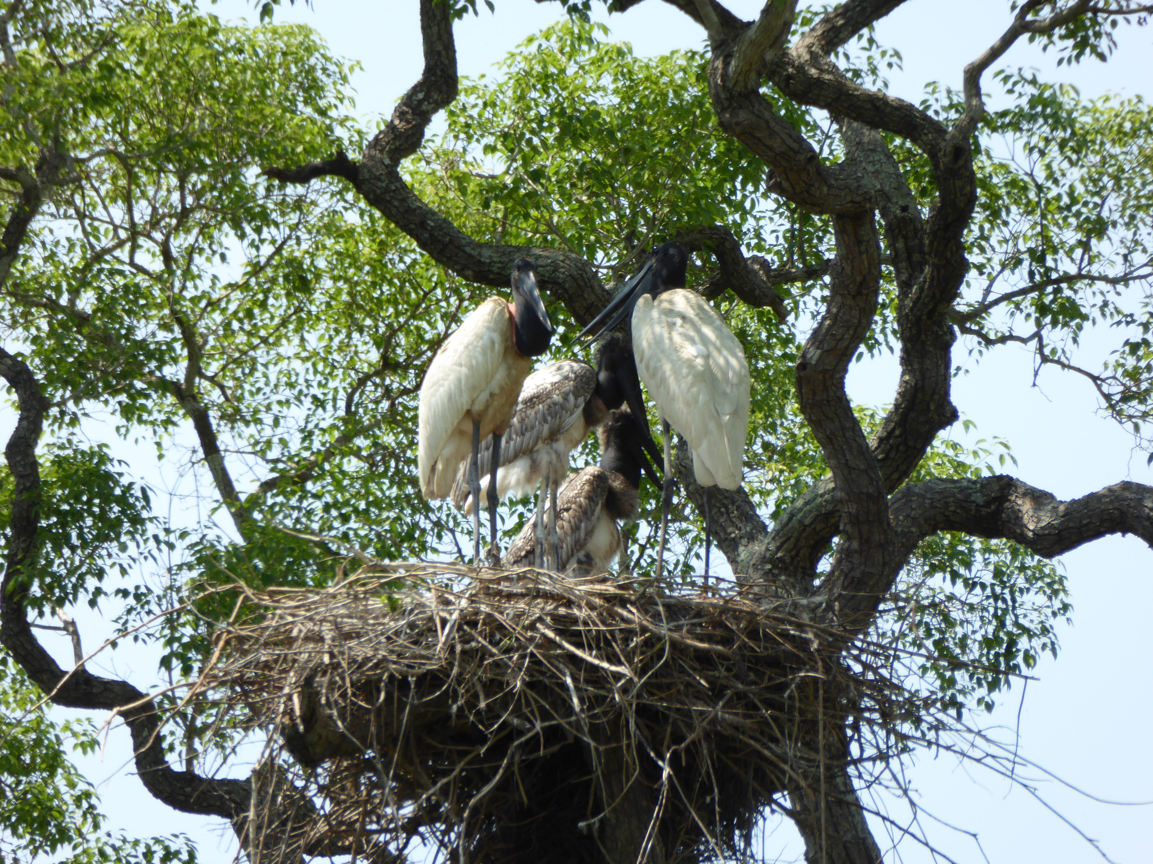 Jabiru Nest