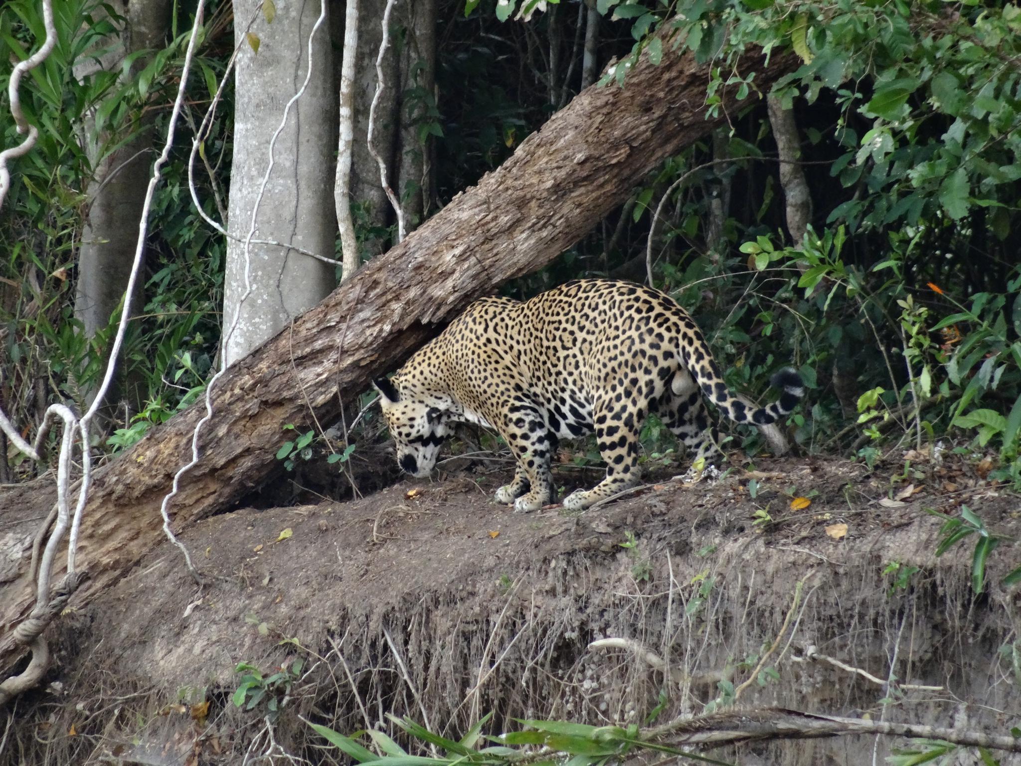 Das zweite Jaguar Männchen