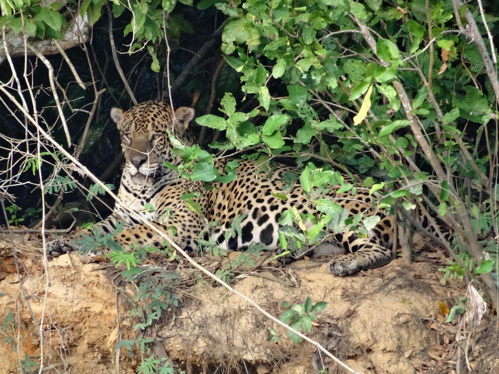 Der Jaguar geniesst die Morgensonne