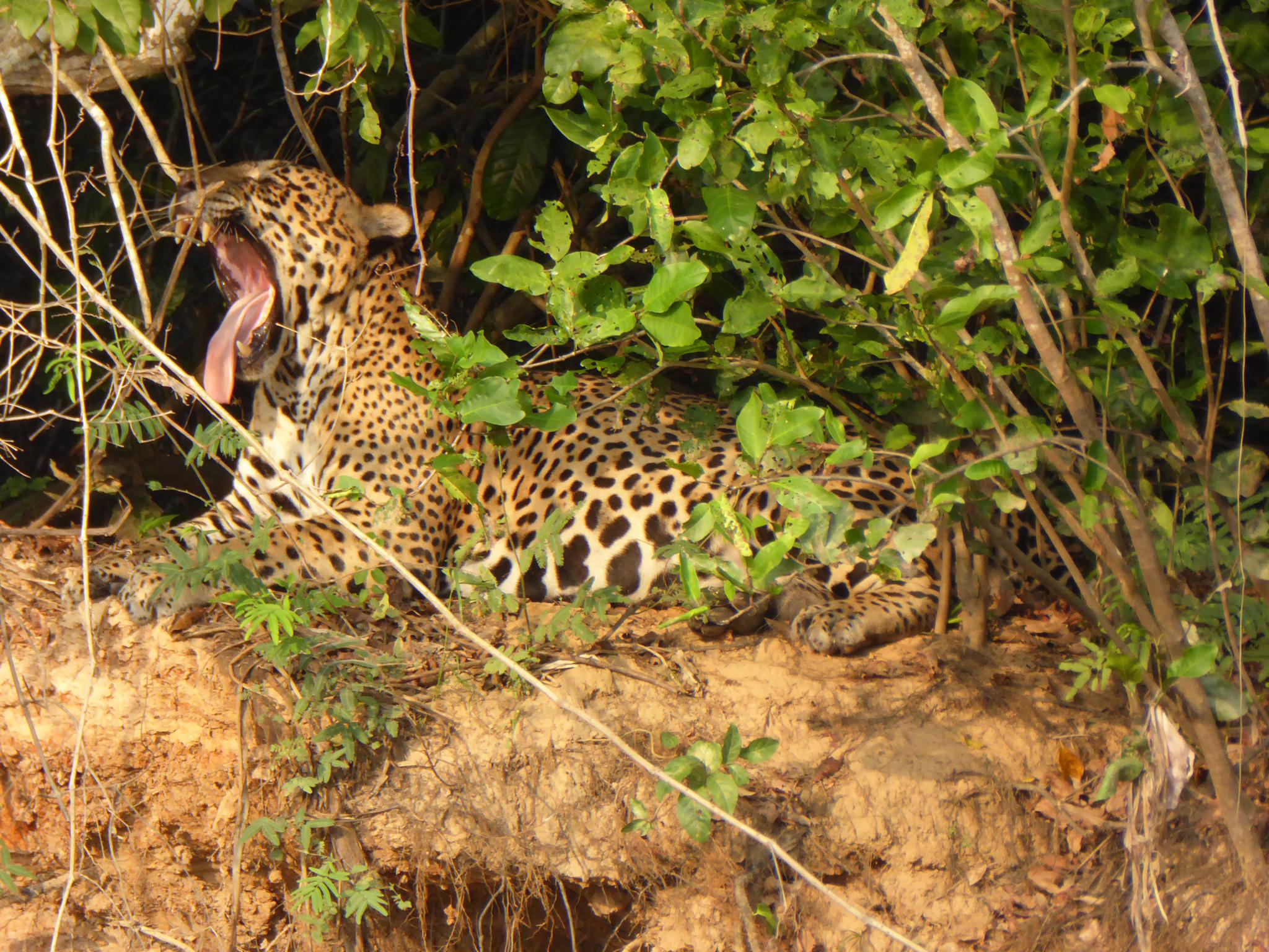 Das Gähnen des Jaguars war richtig ansteckend