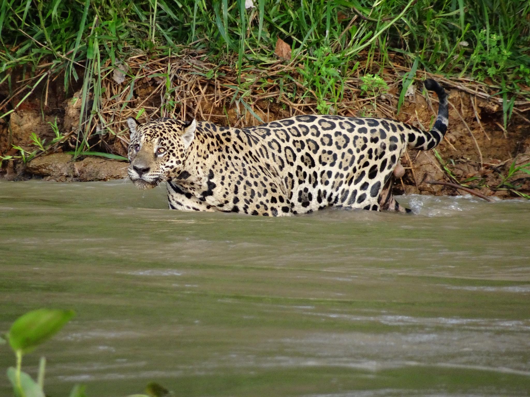 Jaguar beim Baden erwischt