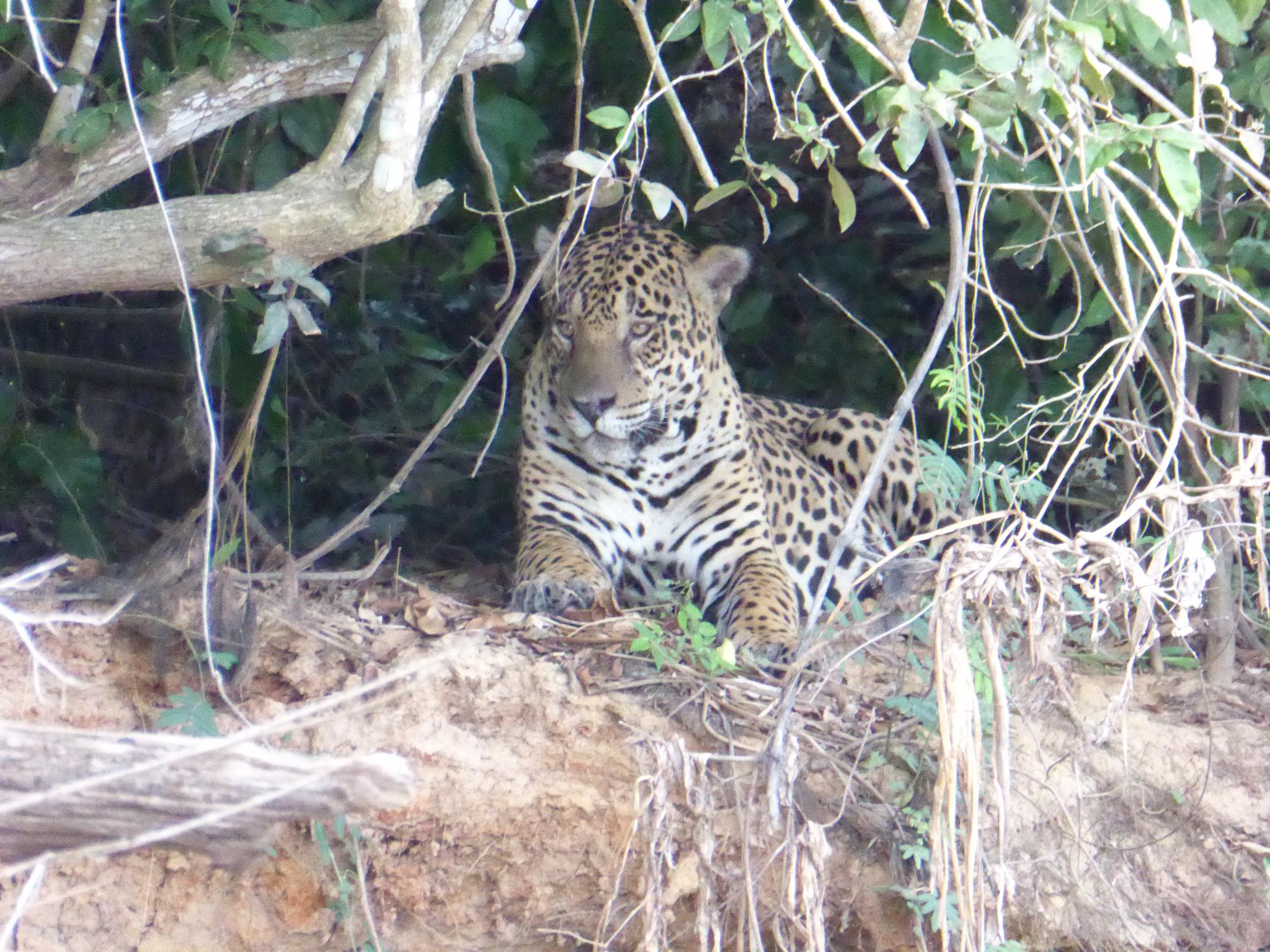 Erneut lässt sich der Jaguar nicht von den Touristen beirren