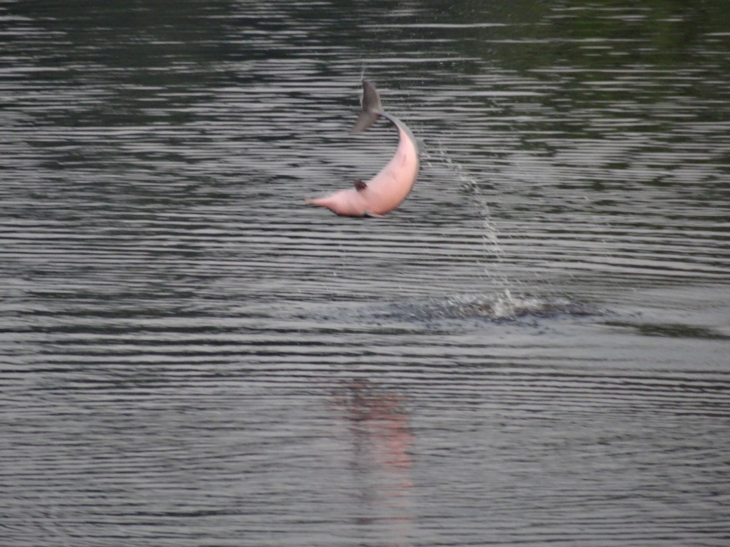 Der pinke Delphin zeigt sich von seiner besten Seite