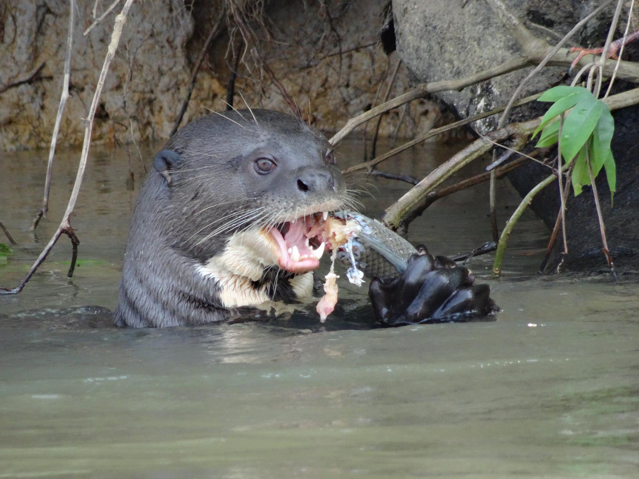 Riesenotter am Fressen