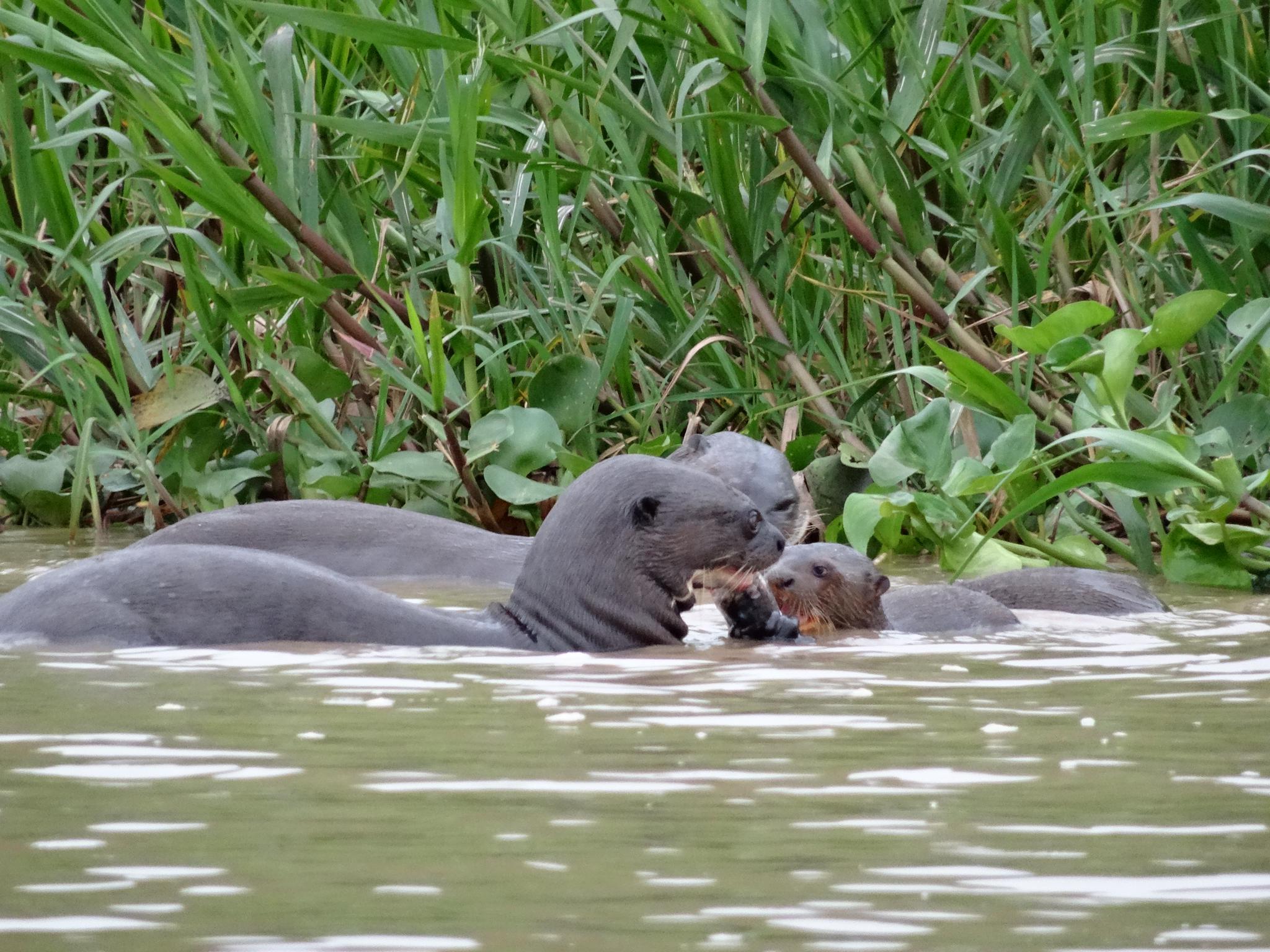 Eine Riesenotter Familie kämpft um den Fisch