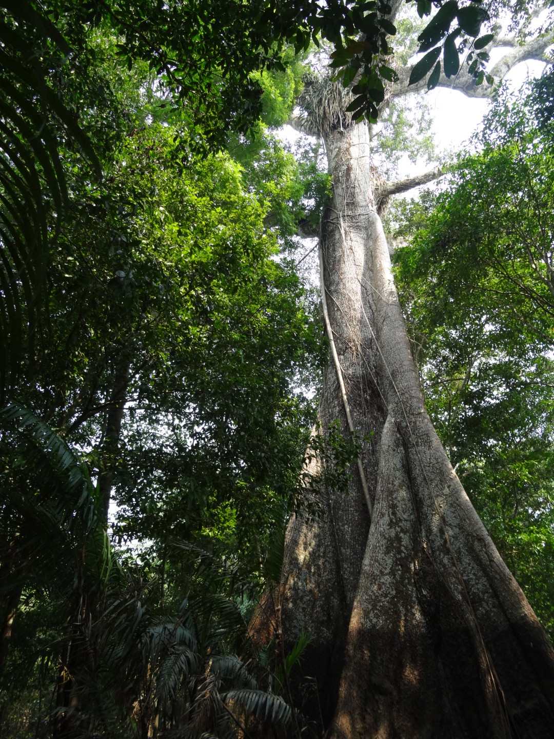 Der grosse Sumauna Baum