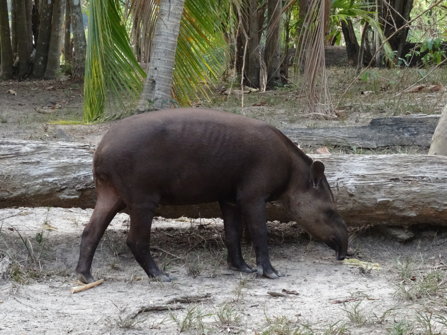 Der zahme Tapir