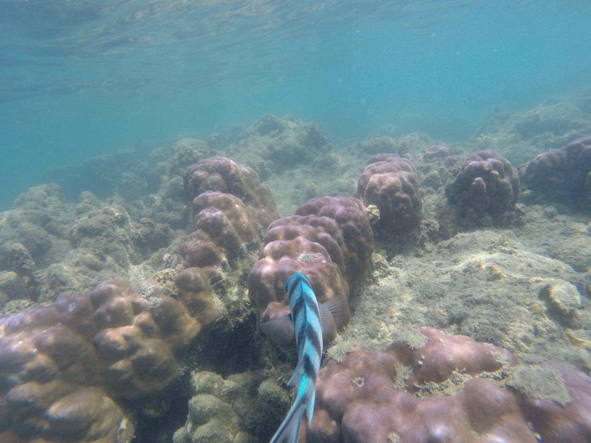 Korallen und Fische in greifbarer Nähe